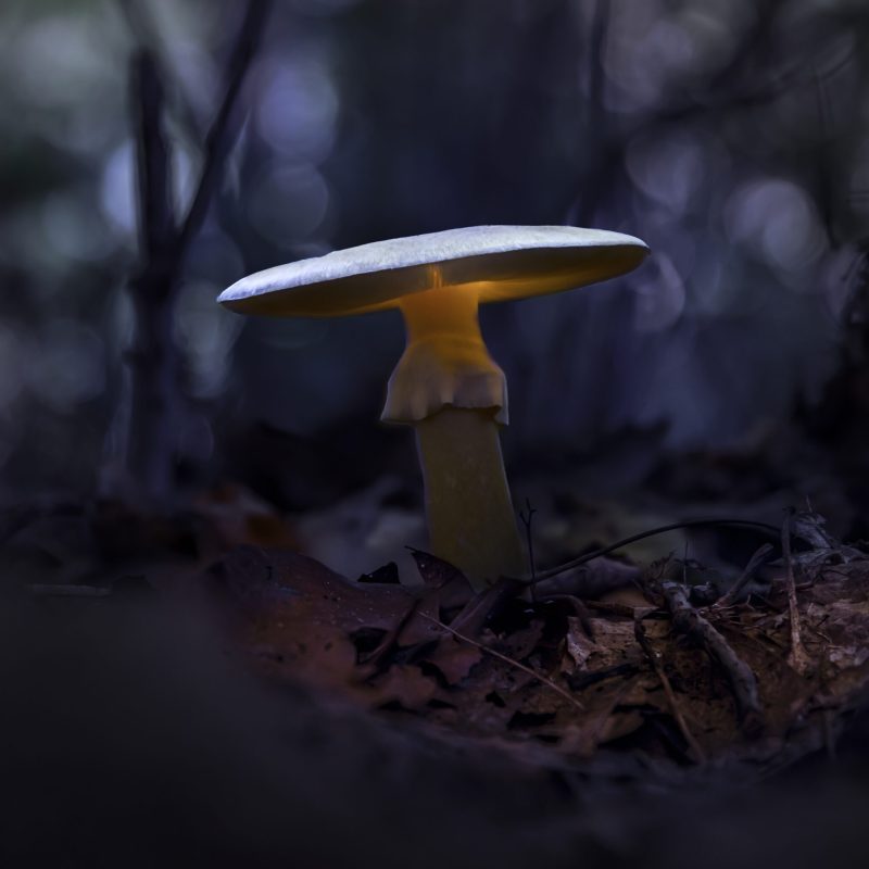 Pilz-1-2-scaled